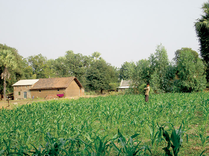 A Gujarati tribal farmer gazes at his maize field.